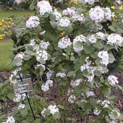 Viburnum carlesii 'Aurora'